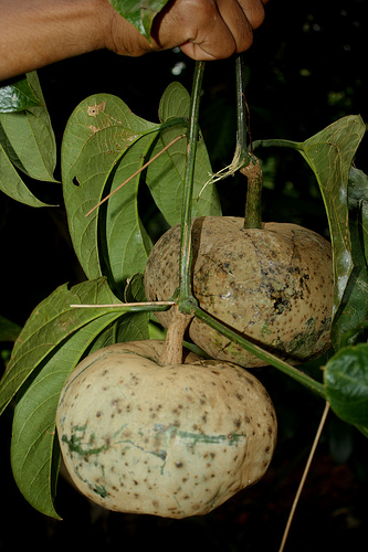 Hodgsonia macrocarpa